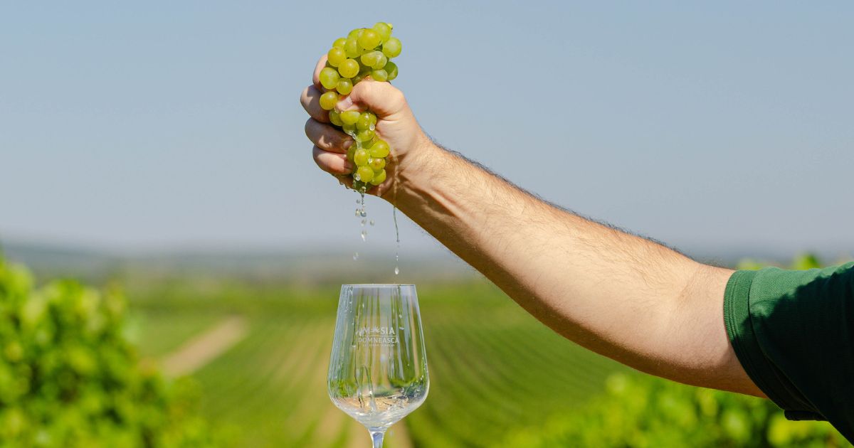 vin-in-lucru