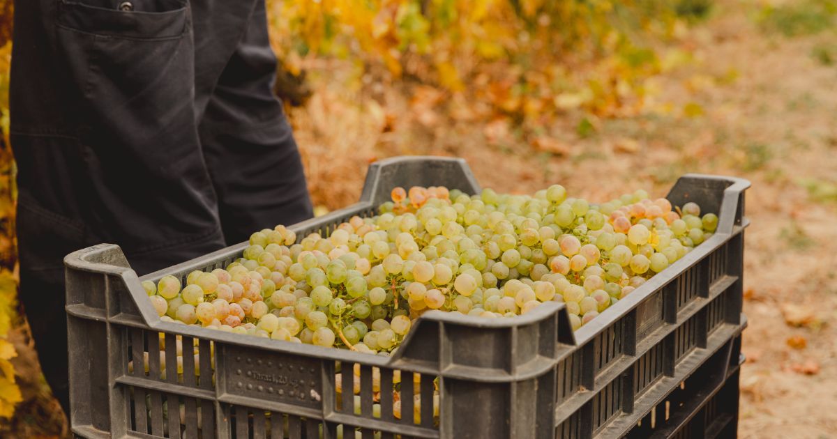 ce-must-alegi-pentru-vin