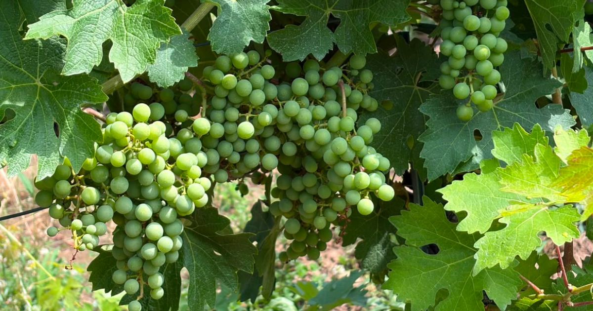 veraison_parga_la_vita_de_vie