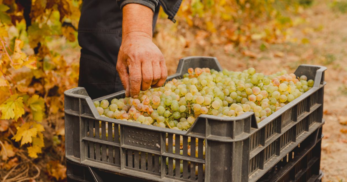 soiuri_romanesti_de_vin